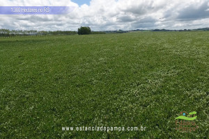 Criado em galpão-Os Serranos [VDownloader].00_01_06_10.Quadro020_77f7dd07b94c3ddcb9ac826aa4ed7758d9dd5ee2.jpg